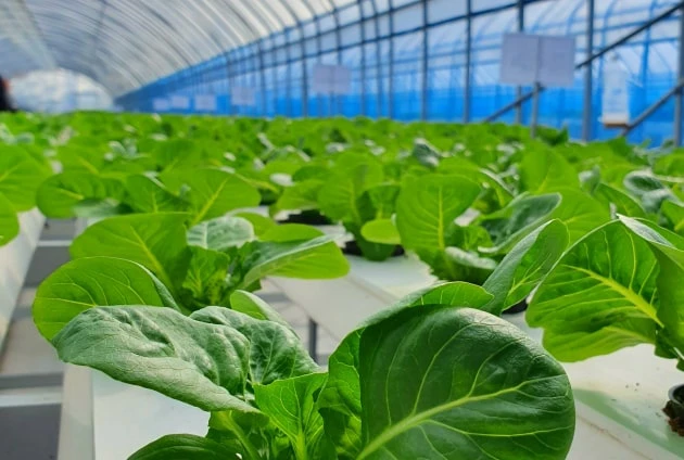 Thảo mộc bản địa & gia vị Title 1